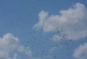 A flock of Ravens lift up from a recently harvested field in Wangdue Phodrang Valley, Bhutan