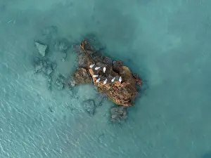 Abstract Aerial Art Prints: Flock of seagulls resting on a rocky island in Roebuck Bay shot from directly above