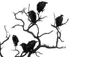 Perched Prints: Flock of vultures perched in a dead tree