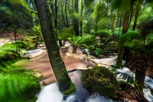 Accidents And Disasters Prints: Flood at Nelson Falls in Franklin-Gordon Wild Rivers National Park, Tasmania