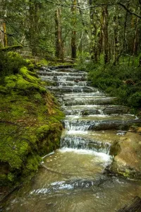 Footpath Prints: Flooded Overland track during have rains, Tasmania