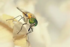 Kristian Bell Photography Prints: A flower-feeding march fly (Scaptia auriflua) on a rose petal
