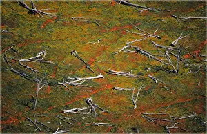 Flower Head Prints: Flowering Cape-weed growing in among dead trees that lie in a paddock in East Gippsland