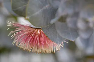 : Flowering gum tree blossom - Perth, Western Australia