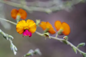 Flowering heart-leaf Flame Pea (Chorizema cordatum)