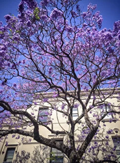 Stunning Jacaranda Trees Collection: Flowering Jacaranda tree in front of Victorian facade