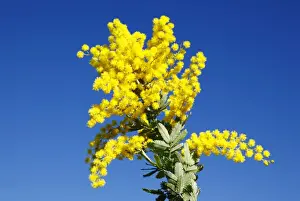 Flowering yellow wattle. South Australia