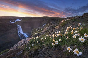 AtomicZen The Beauty of Nature Collection: Flowers of Glani fall, Iceland