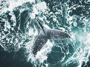 Fluke of a humpback whale splashing on the surface of the Pacific Ocean