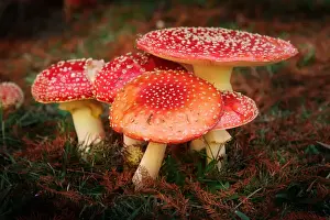 Fly Agaric Mushrooms
