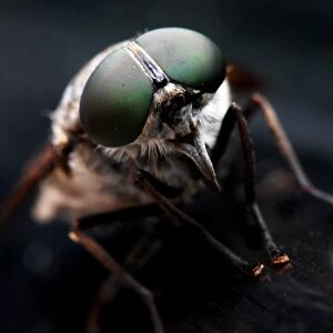 Insects Collection: Fly close-up