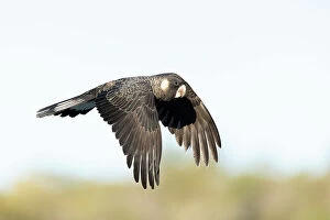 Lea Scaddan Collection: Flying Cockatoo