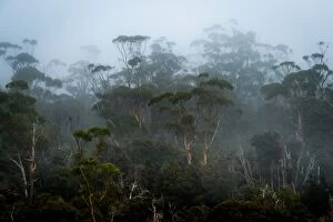 Images Dated 22nd March 2016: Fog in Eucalypt Forest in Southwest National Park, Tasmania