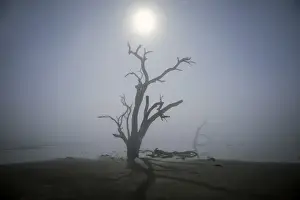 Full Moon Prints: Foggy morning with dead tree in swamp