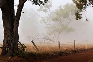 Images Dated 13th July 2014: Foggy Morning In Frankland