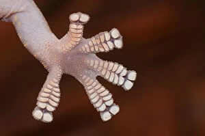 Lizards Collection: Foot detail, velvet gecko