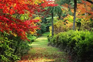 Jochen Schlenker Photography Prints: Footpath through garden in autumn