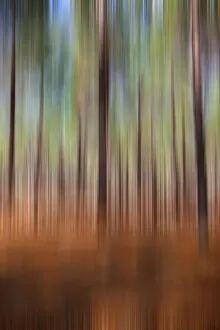 Images Dated 15th February 2019: Forest blur