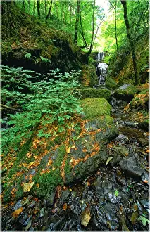 Forest Brook in Devon, England