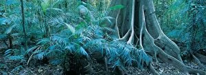 Images Dated 27th May 2014: Forest, Mossman Gorge, Daintree National Park, Queensland, Australia