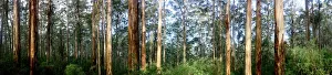 <b class=qtipBold><figcaption>Forest Panoramic</figcaption></b><br>Karri tree forest, i n South Western Australia Forest Panoramic