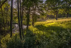 Woodland Prints: Forest Tranquillity