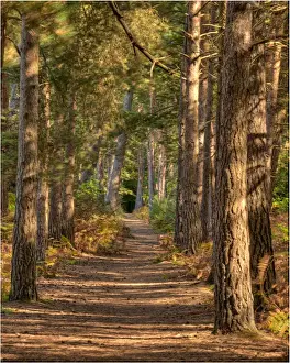 Dirt Road Prints: A forest Walk, Wareham forest reserve, Dorset, England