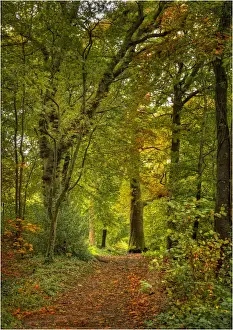 Forests of England with Autum colours