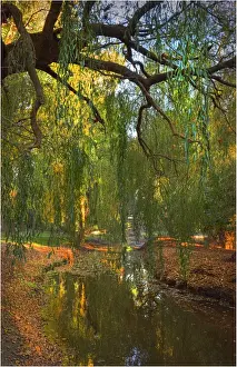 Foster creek, Victoria, Australia
