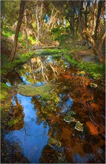 Images Dated 17th March 2011: Fotheringate creek and rainforest, Lacota, Strzelecki range, Flinders Island Tasmania