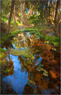 Fotheringate creek and rainforest, Lacota, Strzelecki range, Flinders Island Tasmania Fotheringate creek and rainforest, Lacota, Strzelecki range, Flinders Island Tasmania