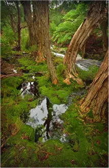 Fotheringate creek and rainforest, Lacota, Strzelecki range, Flinders Island Tasmania