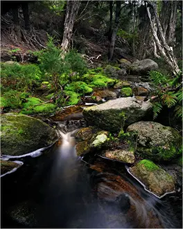 Fotheringate rainforest and creek in the foothills of the Strzelecki Ranges, Flinders Island, Bass Strait, Tasmania
