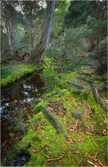 Fotheringate rainforest and creek in the foothills of the Strzelecki Ranges, Flinders Island, Bass Strait, Tasmania