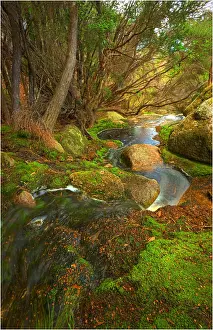 Images Dated 19th March 2011: Fotheringate rainforest and creek in the foothills of the Strzelecki Ranges