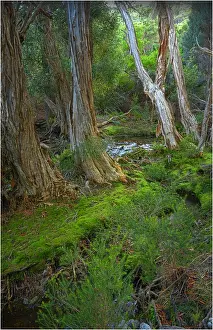 Fotheringate rainforest and creek in the foothills of the Strzelecki Ranges, Flinders Island, Bass Strait, Tasmania