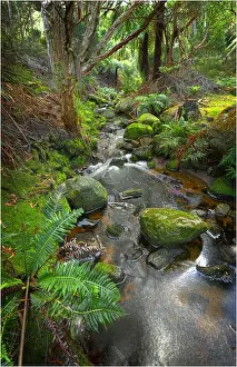 Fotheringate rainforest and creek in the foothills of the Strzelecki Ranges, Flinders Island, Bass Strait, Tasmania