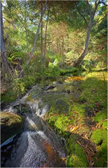 Fotheringate rainforest and creek in the foothills of the Strzelecki Ranges, Flinders Island, Bass Strait, Tasmania