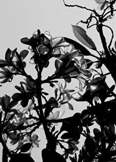 Frangipani, a classic flower from the tropics in black and white