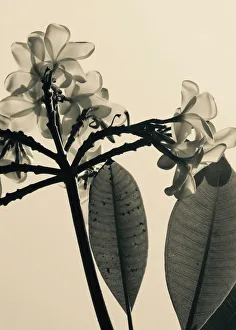 Style Prints: Frangipani Delight in Vintage Style