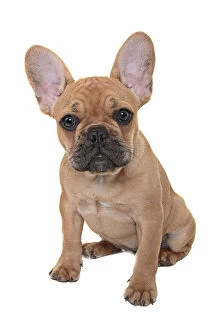 Images Dated 2nd July 2019: French Bulldog Puppy looking at the camera on a white backdrop
