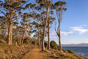 Maria Island Prints: Frenchs Farm Road at Maria Island