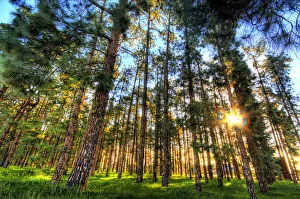 Fresh Morning Rise with the Pine Trees