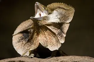 Mouth Open Prints: Frill Necked Lizard