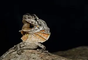 Frill-necked lizard