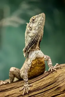 Frill-necked lizard