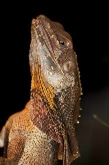 Images Dated 1st May 2016: Frill-necked lizard (Chlamydosaurus kingii)