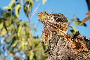 Images Dated 8th May 2015: Frilled dragon, Australia