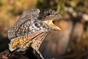 Images Dated 8th May 2015: Frilled Dragon, Australia