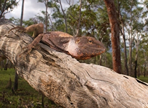 Frilled Dragon (Chlamydosaurus kingii) Frilled Dragon (Chlamydosaurus kingii)